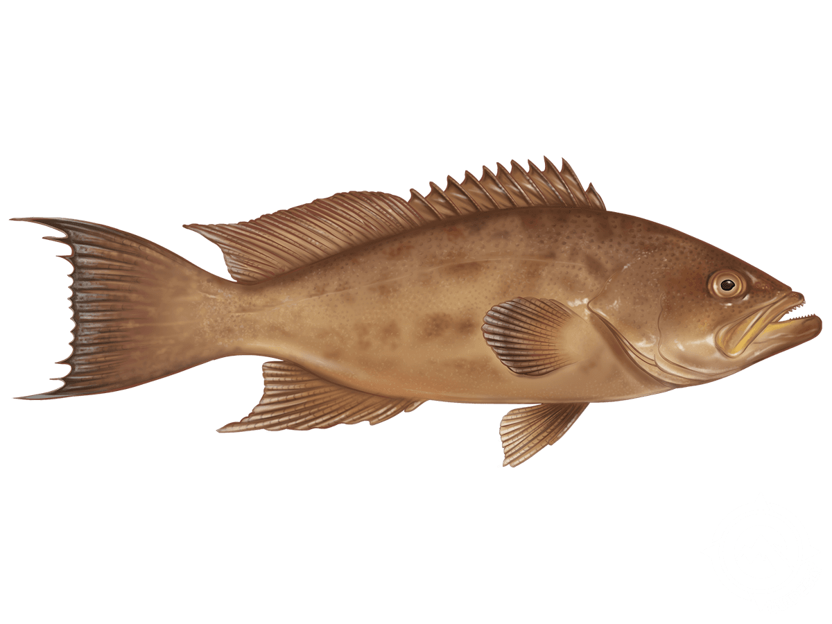 Scamp Grouper