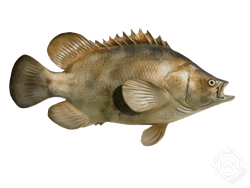 Tripletail