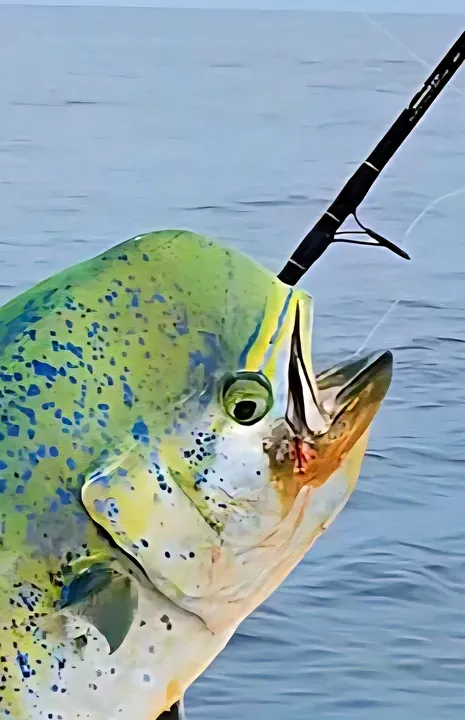 Mahi Mahi Fishing on Florida's Treasure Coast